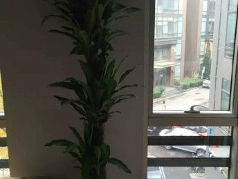 匯通花卉租擺服務(wù)公司 天津花鳥(niǎo)魚(yú)蟲(chóng)市場(chǎng)中的專(zhuān)業(yè)花卉養(yǎng)護(hù)