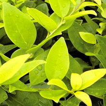 安徽省黃山綠源農(nóng)林開(kāi)發(fā)產(chǎn)品展示 花卉世界網(wǎng)精選