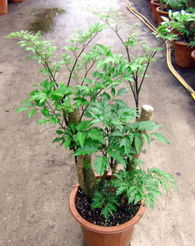 廣州森源花卉 專業(yè)苗木種植，打造花卉世界優(yōu)質(zhì)產(chǎn)品展示