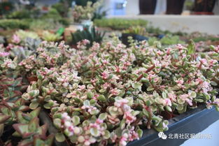 八里橋市場水產(chǎn)花卉廳重裝開業(yè)，市場搬遷計(jì)劃暫緩引關(guān)注