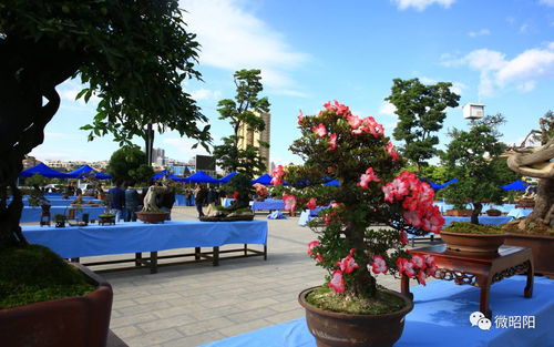 昭陽創(chuàng)園杯 家門口的奇花異石，邀你共賞苗木種植之美