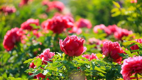 618熱度減退，半畝花田如何憑借苗木種植逆勢增長？