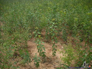 精品苗木推薦 走進(jìn)山東臨沂江東富源苗木花卉生產(chǎn)基地